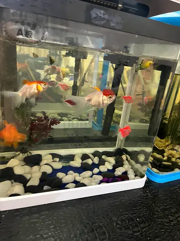Fish tank with filter n fishes