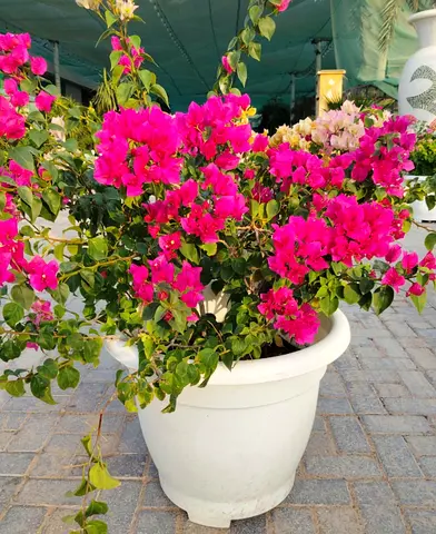 Bougainvillea we have all size all colour available we have In Door Plants outdoor we have nursery a