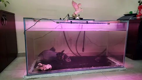 Large Glass Aquarium Tank with LED Lighting — 4ft, includes filter and Light.