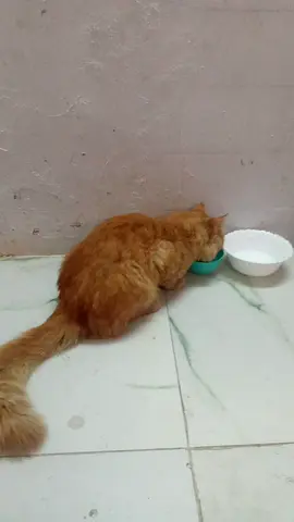 Cat for free adoption