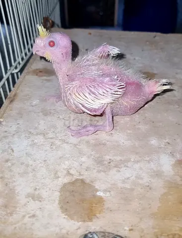 Young baby parrot / cockatiel chick - hand raised