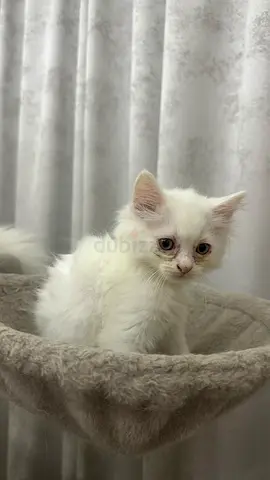White Longhair Kitten – Friendly, 2 months