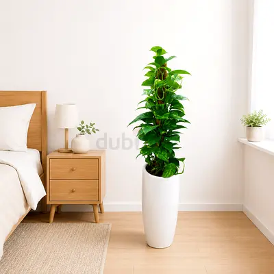 Fresh Money Plant - 140cm