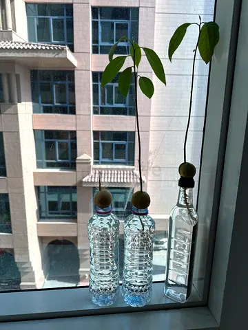 Avacado Plant 🥑