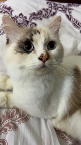 Ragdoll Mix Cat for Adoption
