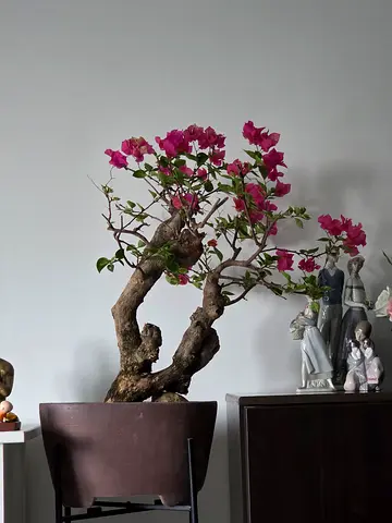 Bonsai bougainvillea