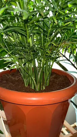 Rubber plant, 3 large ZZ plants, philodendron, Areca palm, 2 large money plants etc. for AED 600