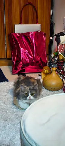 Feline scotish cat for afoption its a female cat of 1.5 years old , poty trained, along with litter