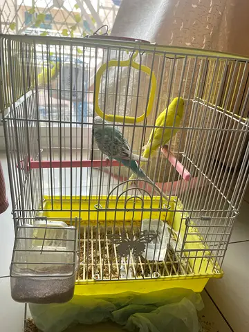 Healthy budgies ✨ 🐦