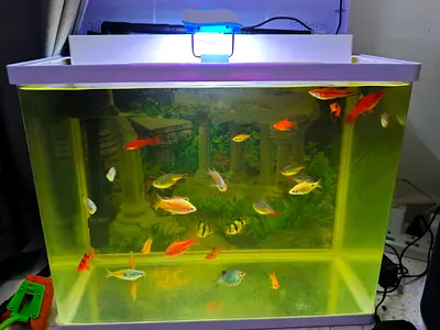 Aquarium Fish tank All in 1 Offer Deal Clearance Sale Sharjah Dubai Border AlNahda