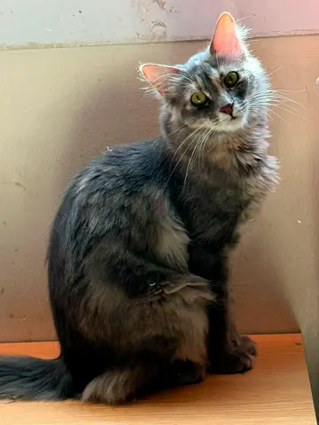 1year-old female longhair cat looking for a loving home.