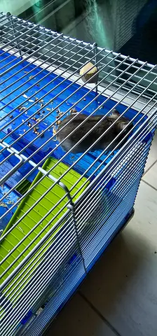 Free Hamsters for adoption