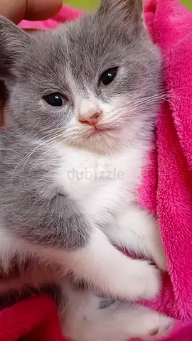 2 months old British short hair kitten for Pree adoption