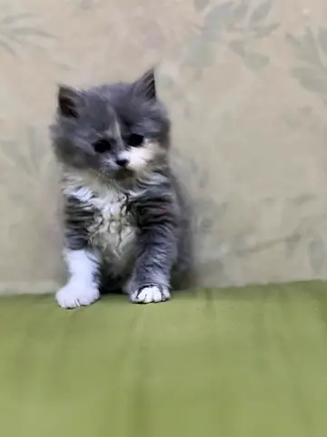 2 months old British short hair kitten for Pree adoption, only for cat loving families