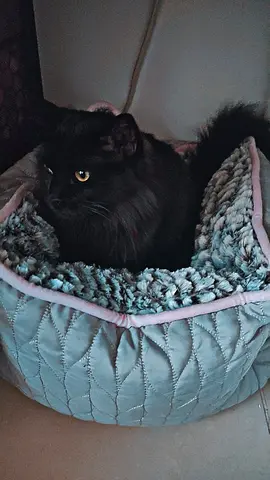 Young black cat looking for a new home - friendly indoor cat