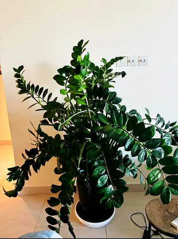 Large healthy ZZ plant (Zamioculcas zamiifolia) in black pot