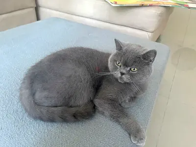 British Shorthair kitten, grey, healthy and playful