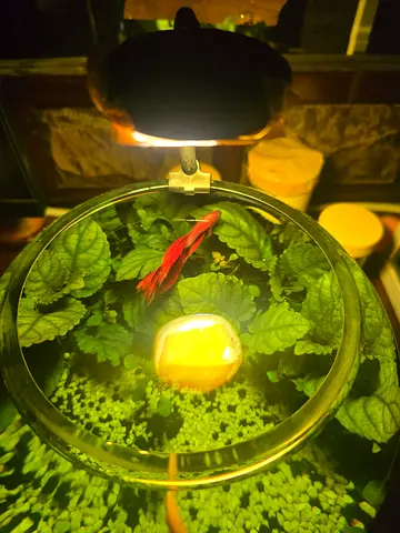 PLANTED AQUARIUM