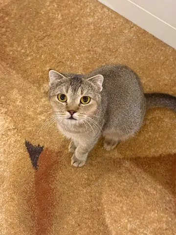 Friendly young female cat available for adoption