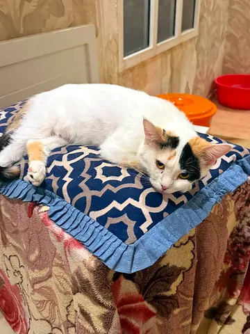 Calm adult female calico cat available for adoption - indoor-friendly