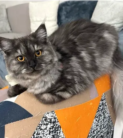 Cats for adoption