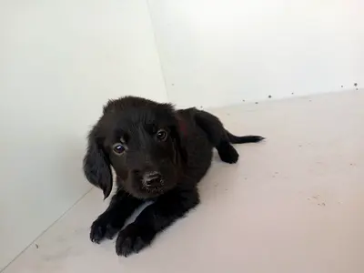 GOLDEN RETRIEVER PUPPIES