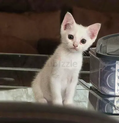 Kitten
