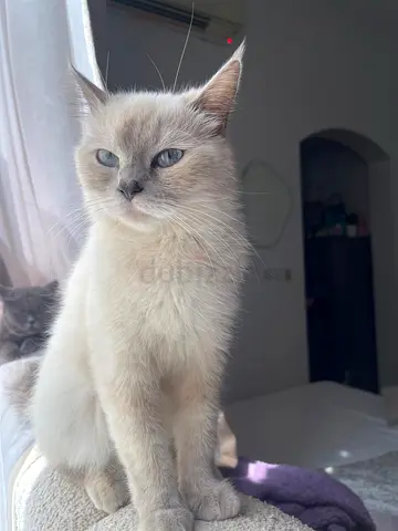 ابوظبي
