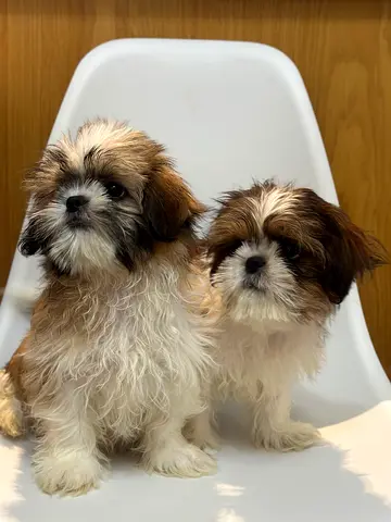 Puppies for adoption shihtzu