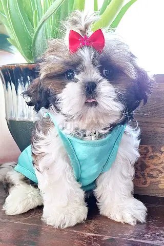 2 months old Female Gorgeous Shihtzu puppies cute  MINI Puppy dog