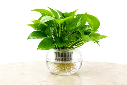 Hydroponic Money Plant (Self Watering)
