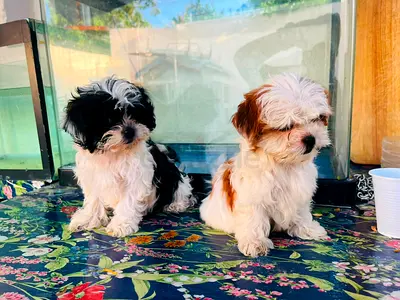 Two Shih Tzu  puppies looking for a home