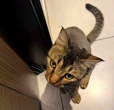 Cat adoption