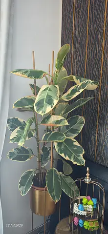Variegated Rubber Plant (Ficus elastica Tineke) in Gold Stand — Healthy Indoor Plant