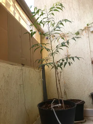 Young potted neem outdoor tree/plant - ready for transplant