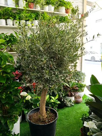 🌿 Beautiful Mature Olive Tree (Olea Europaea) – Elegant Indoor Outdoor Plant 🌿