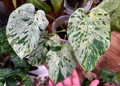 🔥 Monstera Bulbasaur 🔥  Aed1000/-. Well established in leca. Pickup near financial center metro st