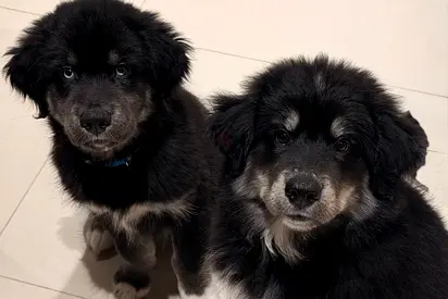 Two adorable Golden retriever (flat retriever) puppies, approx 10 weeks, looking for a home