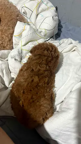 2-month-old Toy Poodle puppy - red apricot, friendly and playful