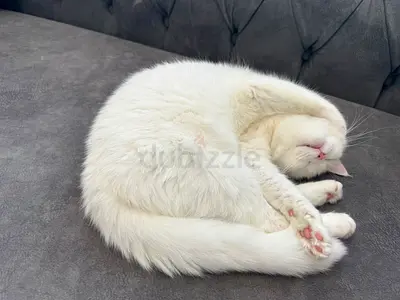 White female kitten - playful, healthy, approx 9 months (ready for free adoption) ready to breading