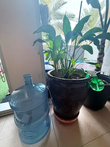 Healthy plants