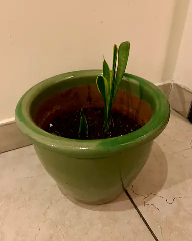 Snake plant with ceramic pot