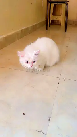 Fully vaccinated kitten looking for her new home