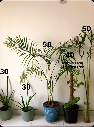 Various indoor potted plants collection — Areca palm, lucky bamboo, snake plants (ready to move)