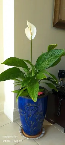 Healthy Peace Lily (Spathiphyllum) in Decorative Blue Pot