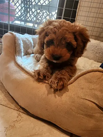 Cute small brown puppy looking for a new home.