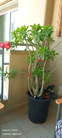 Adenium (Desert Rose) indoor potted plant — healthy, flowering