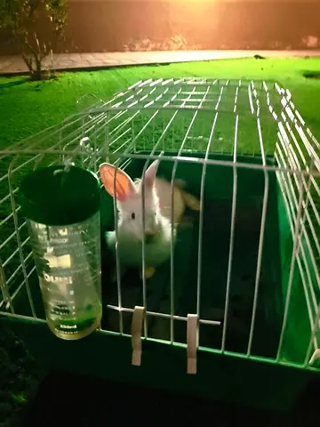 Rabbit