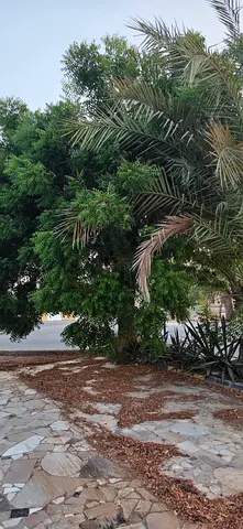 Large outdoor shady tree — perfect for garden landscaping