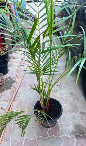 Areca Palm Plant